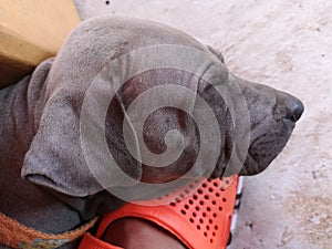 PuppiesÃ¢â¬â¹ thaiÃ¢â¬â¹ ridgebackÃ¢â¬â¹ dogÃ¢â¬â¹ sleepÃ¢â¬â¹ onÃ¢â¬â¹ orangeÃ¢â¬â¹ shoe